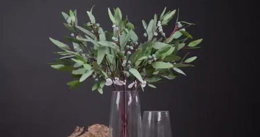 尤加利开花吗?开花时是什么样子的? 尤加利开花吗?开花时是什么样子的?