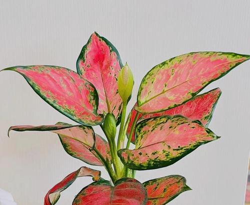 吉祥之花（吉祥之花系列之一）