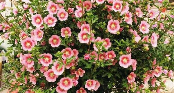 木槿多久浇一次水？如何正确浇水保持木槿健康？