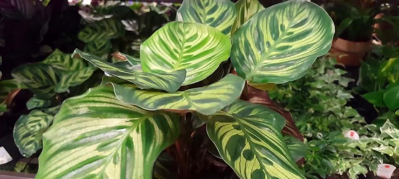 吉祥之花（吉祥之花系列之一）