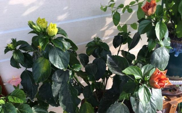 木槿多久浇一次水？如何正确浇水保持木槿健康？