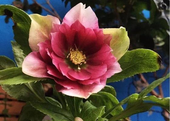 木槿多久浇一次水？如何正确浇水保持木槿健康？