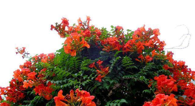 凌霄花（探寻凌霄花背后的象征意义）