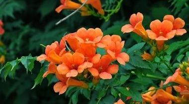 凌霄花（探寻凌霄花背后的象征意义）