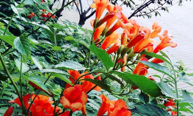 凌霄花（探寻凌霄花背后的象征意义）