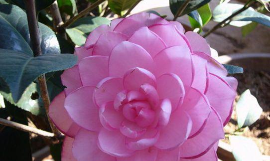 茶花四季开花是真的吗?常见问题解答 茶花四季开花是真的吗?常见问题解答