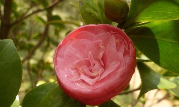 茶花四季开花是真的吗?常见问题解答 茶花四季开花是真的吗?常见问题解答