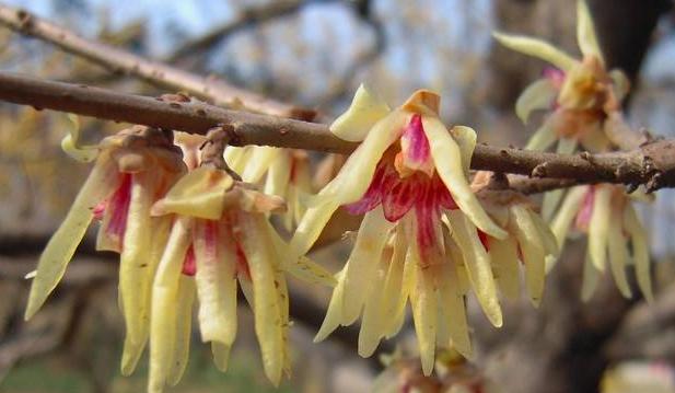 腊梅繁殖方法有哪些?繁殖过程中应注意什么问题? 腊梅繁殖方法有哪些?繁殖过程中应注意什么问题?