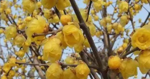 腊梅繁殖方法有哪些?繁殖过程中应注意什么问题? 腊梅繁殖方法有哪些?繁殖过程中应注意什么问题?