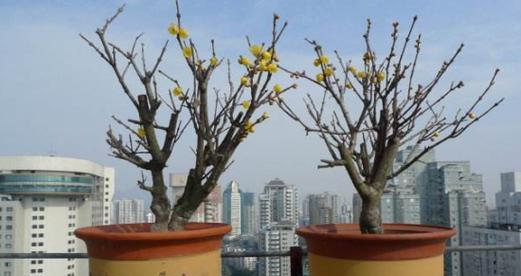 腊梅繁殖方法有哪些?繁殖过程中应注意什么问题? 腊梅繁殖方法有哪些?繁殖过程中应注意什么问题?