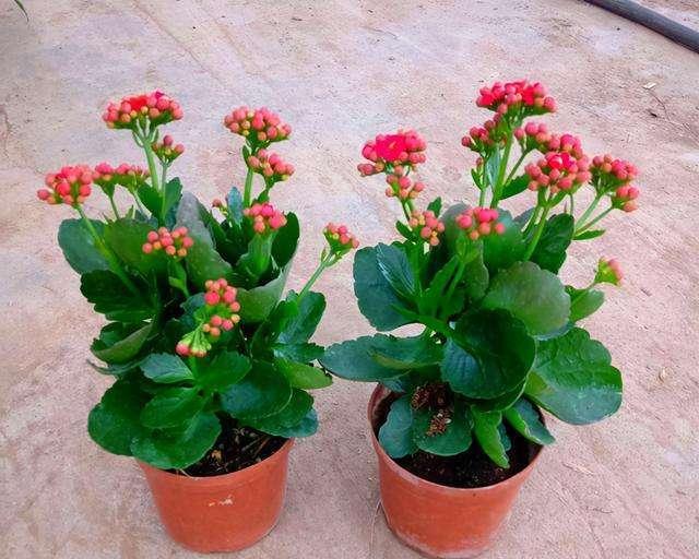 花中吉祥，花开富贵（探索花朵的吉祥寓意与象征意义）