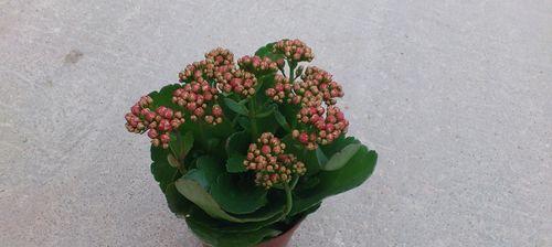 花中吉祥，花开富贵（探索花朵的吉祥寓意与象征意义）