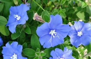 蓝星花是多年生植物吗？种植和养护需要注意什么？