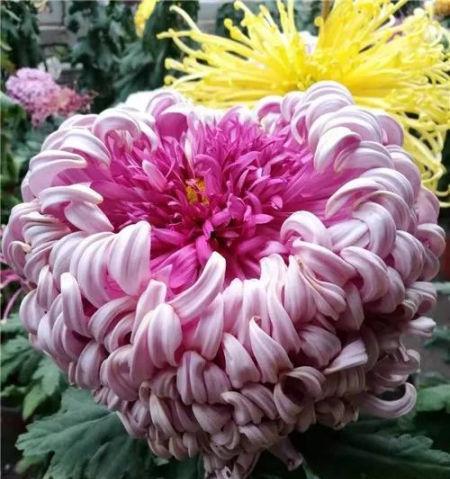 菊花的象征意义及传统用途（探索菊花在不同文化中的多重含义）