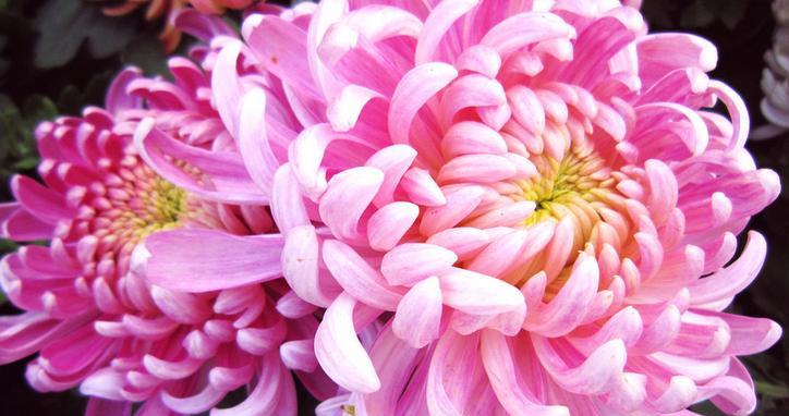 菊花的象征意义及传统用途（探索菊花在不同文化中的多重含义）