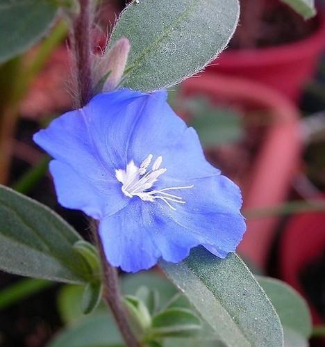 蓝星花是多年生植物吗？种植和养护需要注意什么？