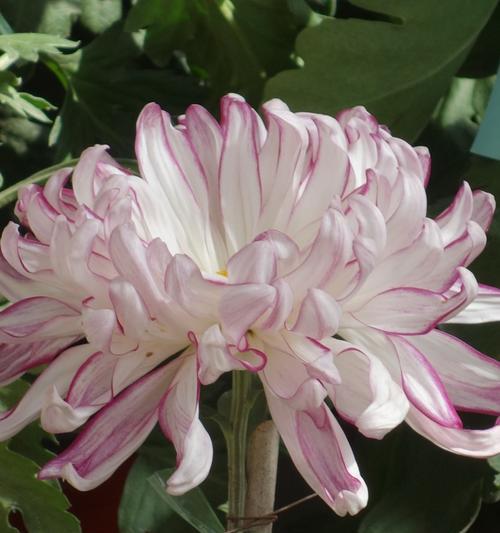 菊花的象征意义及传统用途（探索菊花在不同文化中的多重含义）