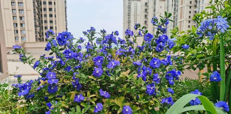 蓝星花是多年生植物吗？种植和养护需要注意什么？