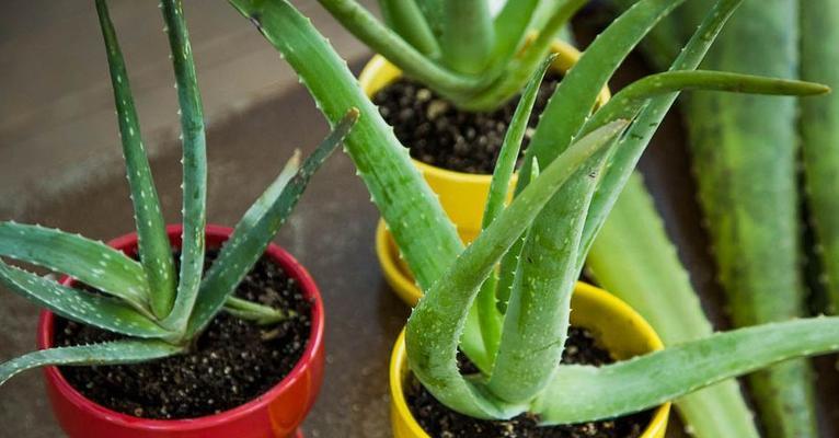 芦荟通常生长在哪些地方?如何在家中种植芦荟?