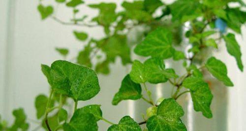 友谊长存的植物之旅（探寻象征友谊长存的植物）