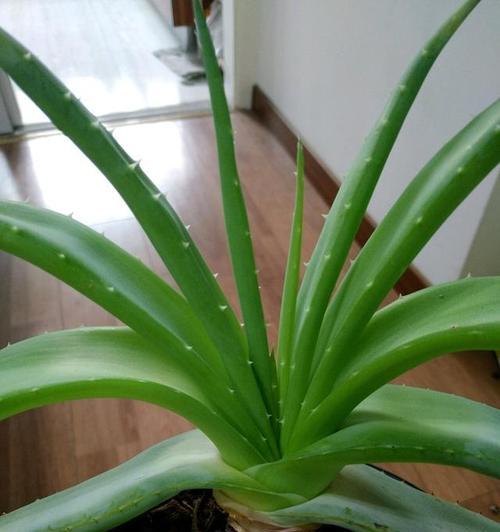 芦荟通常生长在哪些地方？如何在家中种植芦荟？