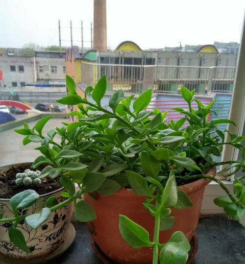 友谊长存的植物之旅(探寻象征友谊长存的植物)