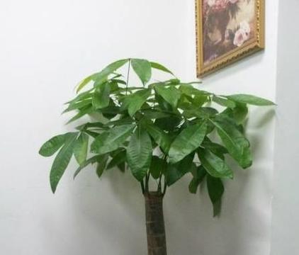 阿司匹林浇发财树有效吗?正确使用方法是什么? 阿司匹林浇发财树有效吗?正确使用方法是什么?