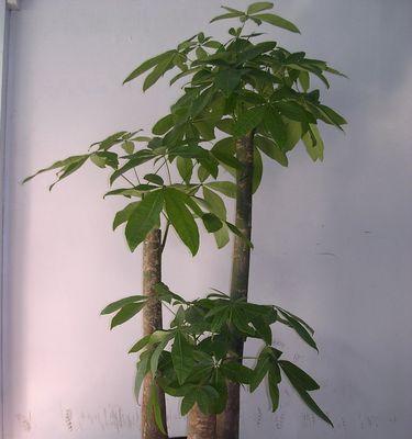 阿司匹林浇发财树有效吗?正确使用方法是什么? 阿司匹林浇发财树有效吗?正确使用方法是什么?