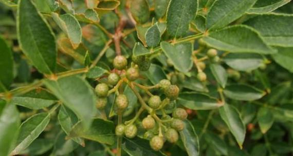 花椒树风水与寓意的奥秘（探寻花椒树在风水中的作用与象征意义）