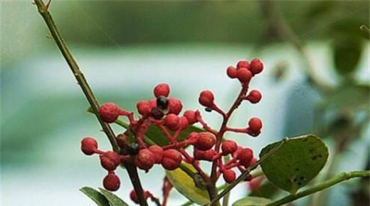 花椒树风水与寓意的奥秘（探寻花椒树在风水中的作用与象征意义）