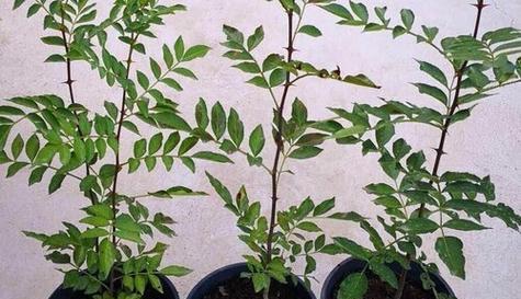 花椒树风水与寓意的奥秘（探寻花椒树在风水中的作用与象征意义）