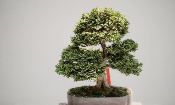家里可以种松柏树吗？种植松柏树需要注意什么？