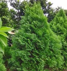 家里可以种松柏树吗?种植松柏树需要注意什么?_花植网