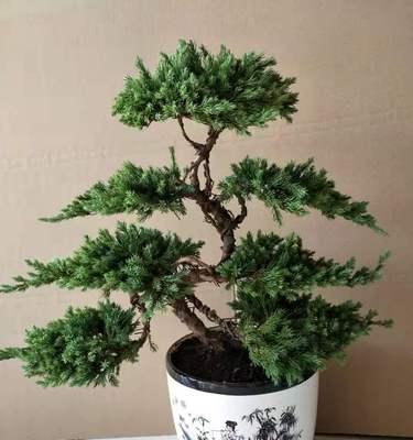 家里可以种松柏树吗？种植松柏树需要注意什么？