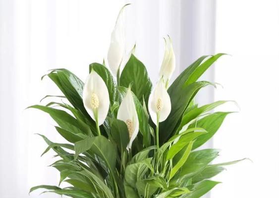 以一帆风顺花的寓意和象征(揭示花卉的吉祥象征与人生哲理)