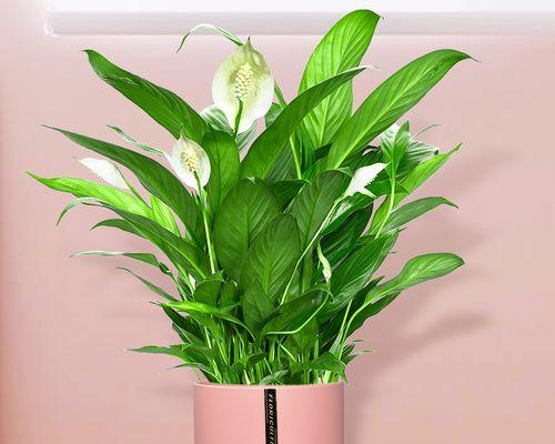 以一帆风顺花的寓意和象征（揭示花卉的吉祥象征与人生哲理）