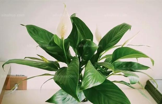 以一帆风顺花的寓意和象征（揭示花卉的吉祥象征与人生哲理）