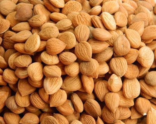 杏仁什么时候成熟？不同品种的成熟季节有何差异？