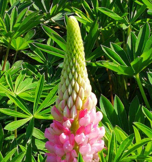 鲁冰花的花语——美丽与坚韧的象征(探寻鲁冰花的花语) 鲁冰花的花语——美丽与坚韧的象征(探寻鲁冰花的花语)