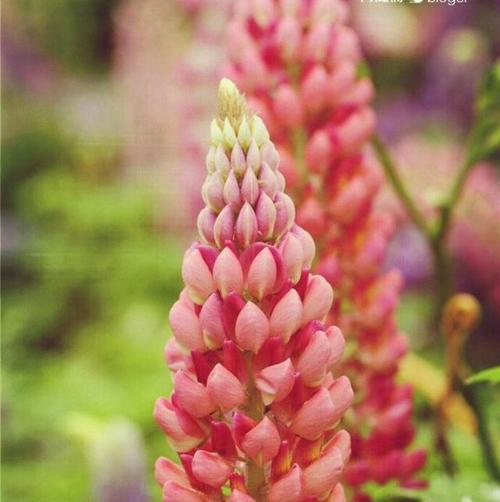 鲁冰花的花语——美丽与坚韧的象征(探寻鲁冰花的花语) 鲁冰花的花语——美丽与坚韧的象征(探寻鲁冰花的花语)