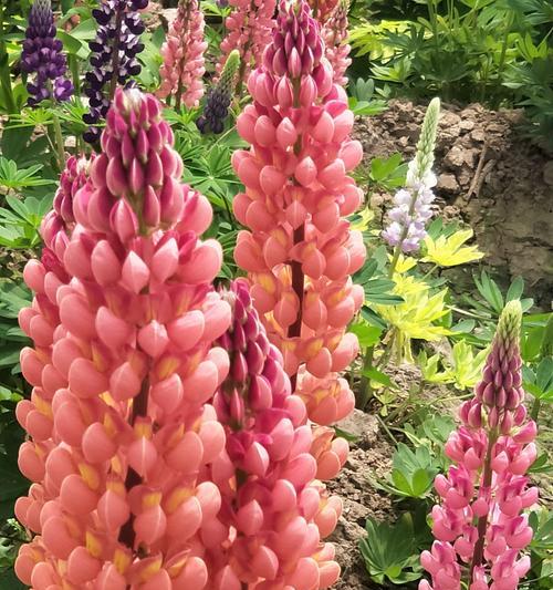 鲁冰花的花语——美丽与坚韧的象征(探寻鲁冰花的花语) 鲁冰花的花语——美丽与坚韧的象征(探寻鲁冰花的花语)