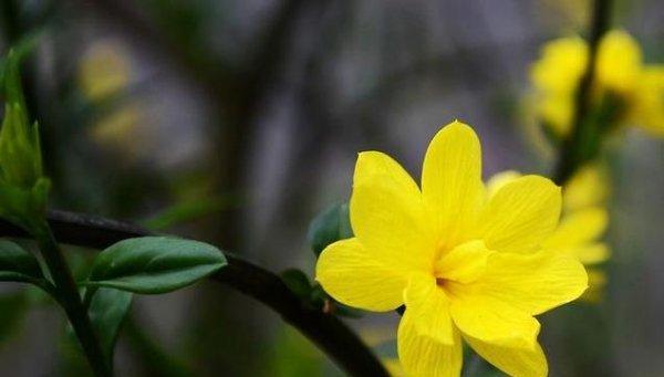 什么花代表放下过去？揭秘花语背后的情感寓意