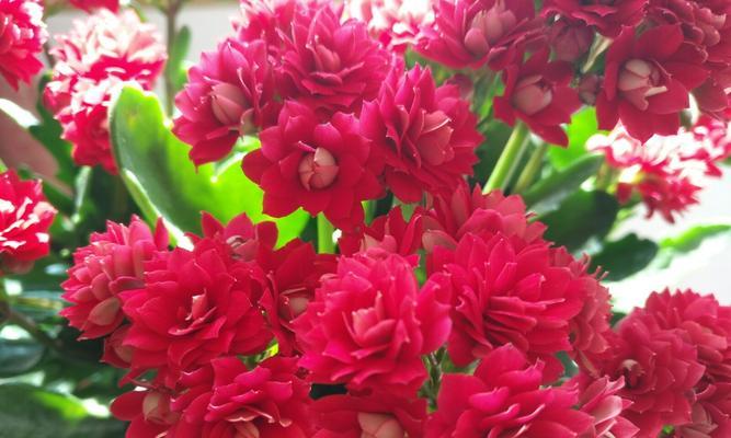 红牡丹与紫牡丹（探究红牡丹和紫牡丹的花语内涵）