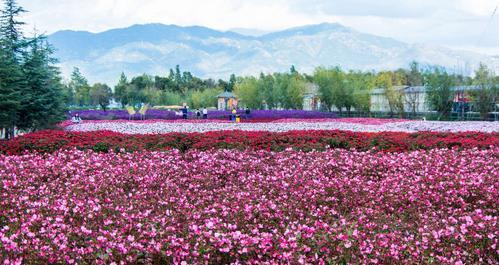 红牡丹与紫牡丹（探究红牡丹和紫牡丹的花语内涵）