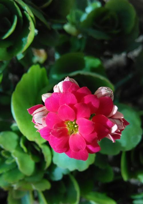 红牡丹与紫牡丹（探究红牡丹和紫牡丹的花语内涵）