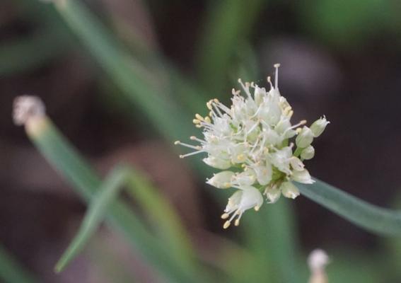 葱会开花吗?属于开花植物的特性是什么? 葱会开花吗?属于开花植物的特性是什么?