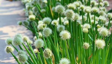 葱会开花吗?属于开花植物的特性是什么? 葱会开花吗?属于开花植物的特性是什么?