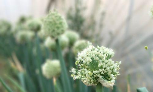 葱会开花吗?属于开花植物的特性是什么? 葱会开花吗?属于开花植物的特性是什么?