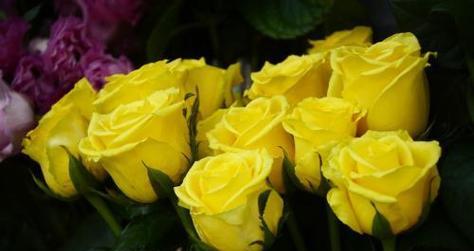 男人送女孩黄玫瑰的意义(探究男人送女孩黄玫瑰的含义及背后的情感)