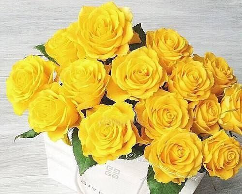 男人送女孩黄玫瑰的意义（探究男人送女孩黄玫瑰的含义及背后的情感）